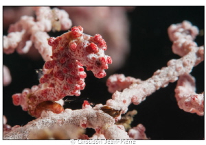 Pigmy sea horse in a gorgona, shooted very closely, 105mm... by Giroudon Jean-Pierre 